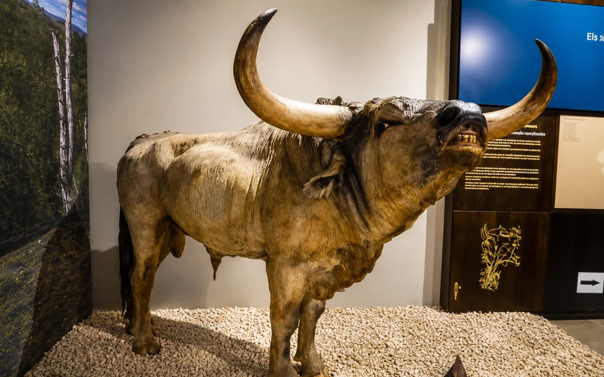 Exposición del Museu de la Valltorta en Tírig